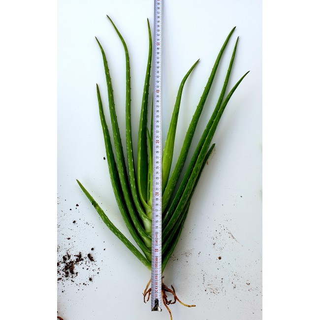 Aloe Vera Barbadensis Stockton Bitkisi 4 Adet 50 cm Ortalama Büyük Boy