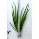 Aloe Vera Barbadensis Stockton Bitkisi 4 Adet 50 cm Ortalama Büyük Boy