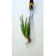 Aloe Vera Bitkisi Barbadensis Stockton 5 Adet 35 cm Ortalama