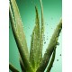 Aloe Vera Bitkisi Barbadensis Stockton 5 Adet 35 cm Ortalama